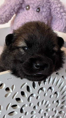 Les chiots de Eurasier