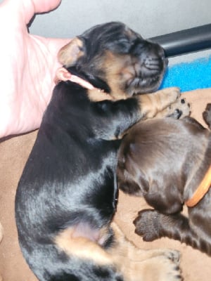 Les chiots de Cocker Spaniel Anglais