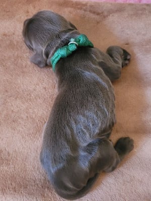 Les chiots de Cocker Spaniel Anglais