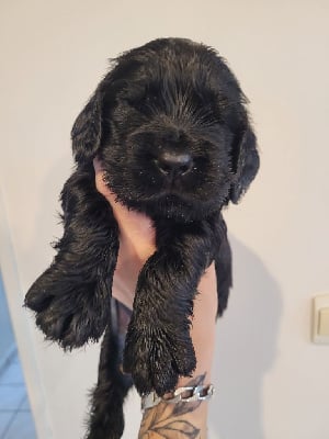 Les chiots de Cocker Spaniel Anglais