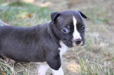 Les chiots de American Staffordshire Terrier