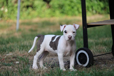 Les chiots de American Staffordshire Terrier