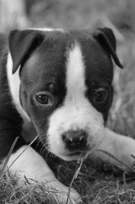 Les chiots de American Staffordshire Terrier