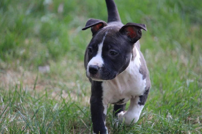 Les chiots de American Staffordshire Terrier