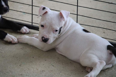 Les chiots de American Staffordshire Terrier