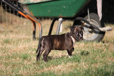 Les chiots de American Staffordshire Terrier