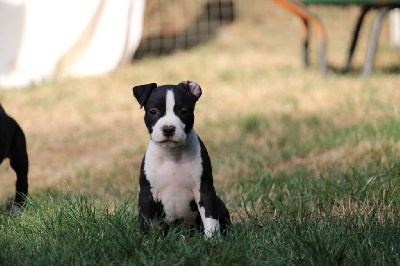 Les chiots de American Staffordshire Terrier