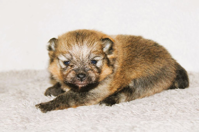 Les chiots de Spitz allemand