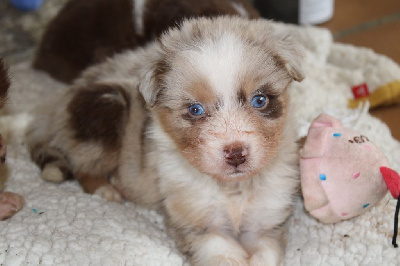 Les chiots de Berger Australien