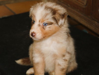 Les chiots de Berger Australien