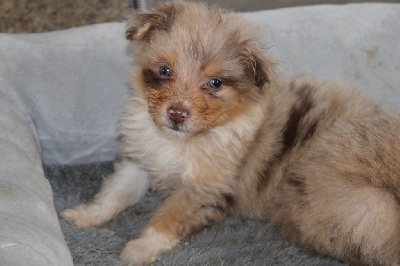 Les chiots de Berger Australien