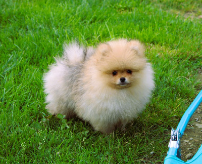 Les chiots de Spitz allemand