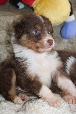 Les chiots de Berger Australien