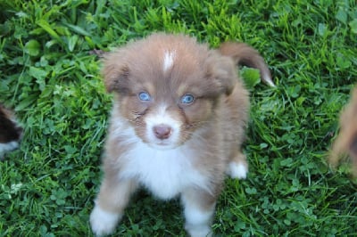 Les chiots de Berger Australien