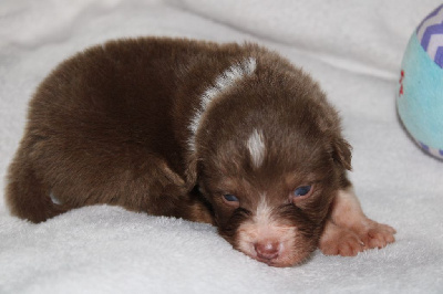 Les chiots de Berger Australien