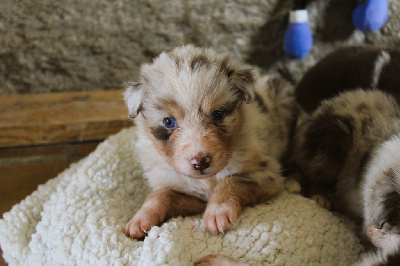 Les chiots de Berger Australien