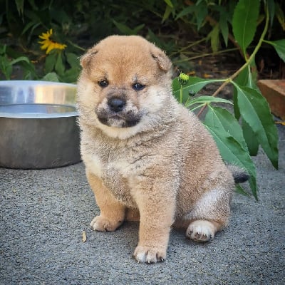 CHIOT - Shiba