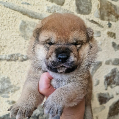 Les chiots de Shiba