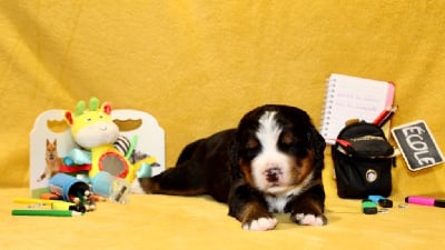 Les chiots de Bouvier Bernois