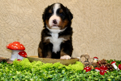 Les chiots de Bouvier Bernois