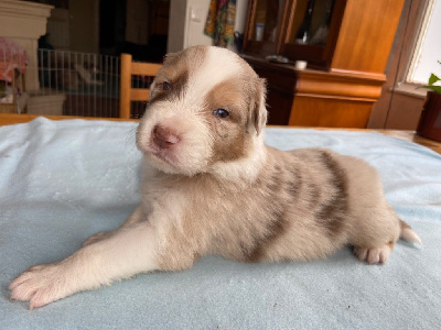 Les chiots de Berger Australien