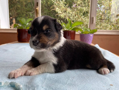 Les chiots de Berger Australien