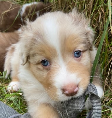 Les chiots de Berger Australien