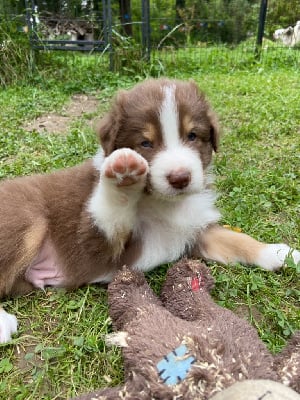 Les chiots de Berger Australien