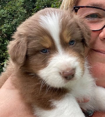 Les chiots de Berger Australien