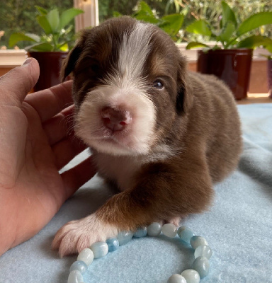 Les chiots de Berger Australien