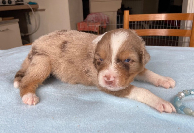 Les chiots de Berger Australien