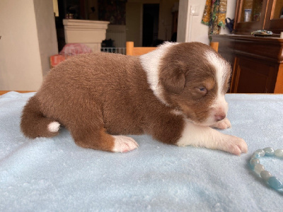 Les chiots de Berger Australien