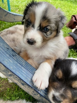 Les chiots de Berger Australien