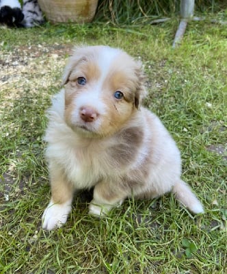 Les chiots de Berger Australien