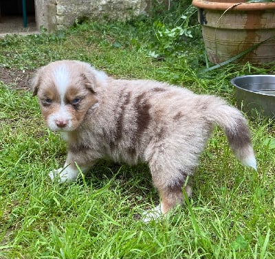 Les chiots de Berger Australien