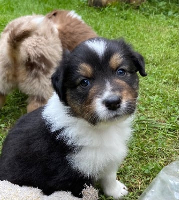 Les chiots de Berger Australien