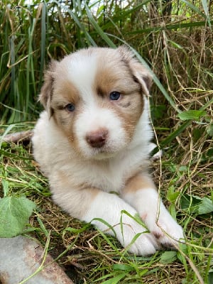 Les chiots de Berger Australien