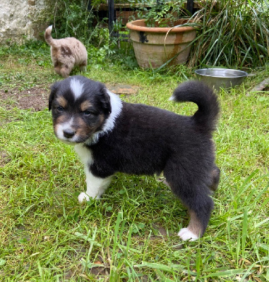 Les chiots de Berger Australien