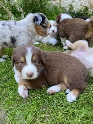 Les chiots de Berger Australien