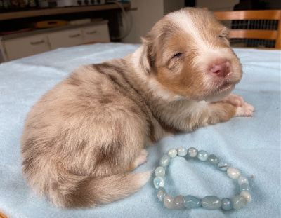 Les chiots de Berger Australien