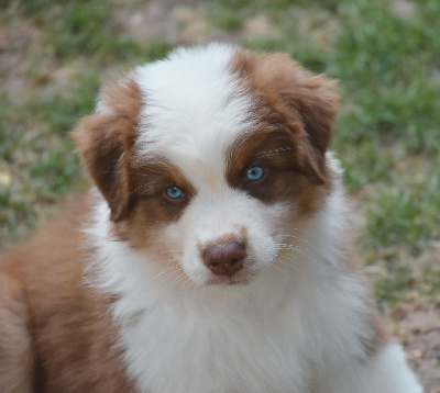 Les chiots de Berger Australien