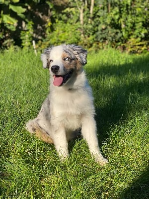 Les chiots de Berger Australien