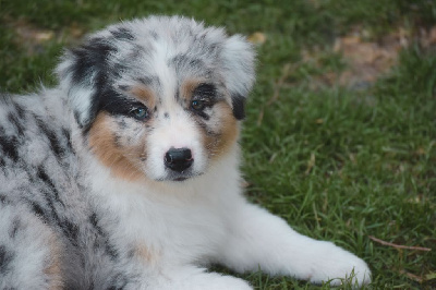 Les chiots de Berger Australien