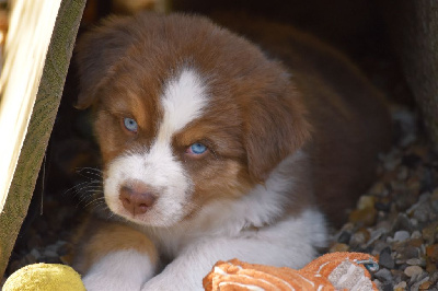 Les chiots de Berger Australien