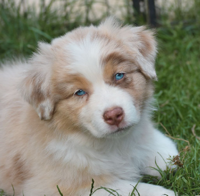 Les chiots de Berger Australien