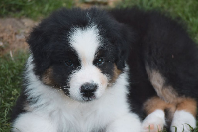 Les chiots de Berger Australien