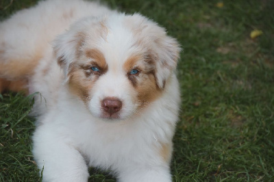 Les chiots de Berger Australien