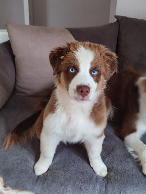 Les chiots de Berger Australien