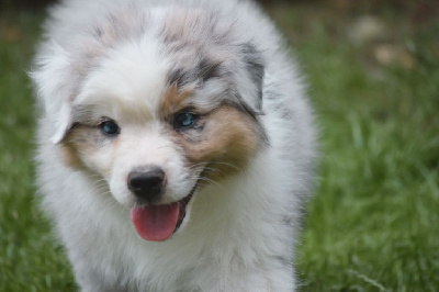 Les chiots de Berger Australien