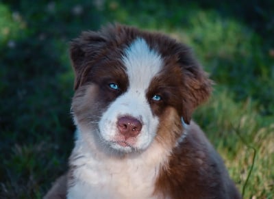 Les chiots de Berger Australien